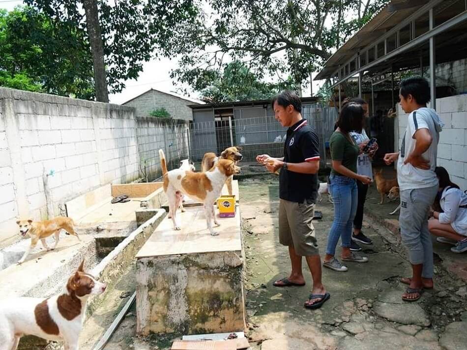 Kegiatan Jakarta Dog Lovers saat berkunjung ke penampungan anjing